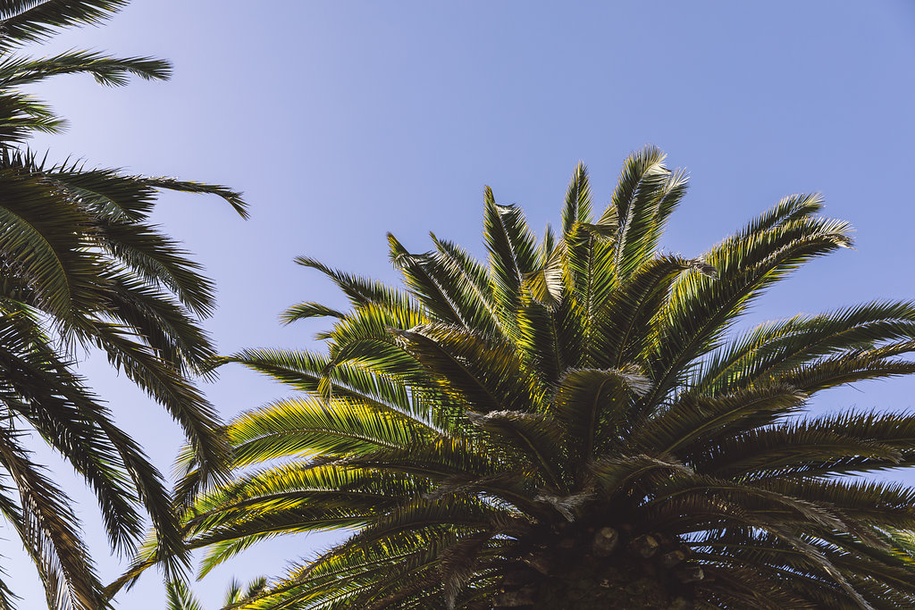 Trees in Neighborhood | ZO Oakland Apartments